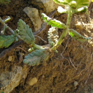 Photographie n°60594 du taxon Teucrium aureum Schreb. [1773]