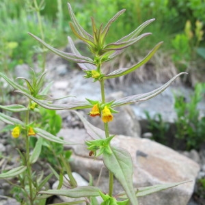 Photographie n°60600 du taxon Melampyrum sylvaticum L. [1753]