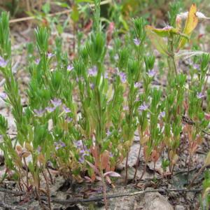 Photographie n°60608 du taxon Lythrum hyssopifolia L. [1753]