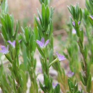Photographie n°60609 du taxon Lythrum hyssopifolia L. [1753]