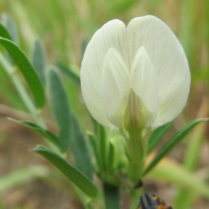 Photographie n°60610 du taxon Vicia lutea L. [1753]