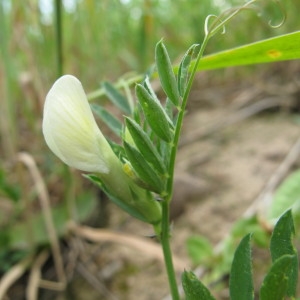 Photographie n°60611 du taxon Vicia lutea L. [1753]