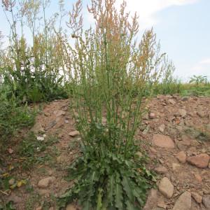 Photographie n°60612 du taxon Rumex thyrsiflorus Fingerh. [1829]