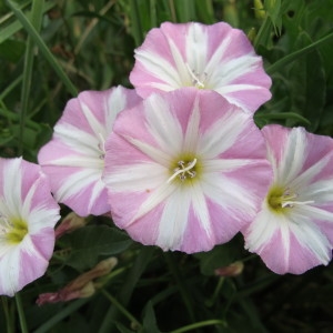 Photographie n°60613 du taxon Convolvulus arvensis L. [1753]