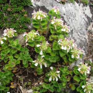 Photographie n°60618 du taxon Teucrium pyrenaicum L. [1753]