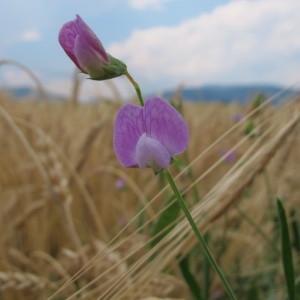 Photographie n°60620 du taxon Lathyrus hirsutus L. [1753]