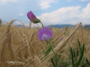 Hugues Tinguy, le 29 juin 2010 (Soultz-Haut-Rhin (Buehlfeld))