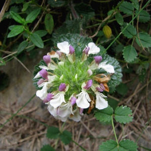 Photographie n°60621 du taxon Teucrium pyrenaicum L. [1753]