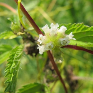 Photographie n°60625 du taxon Cuscuta europaea L. [1753]