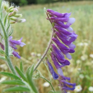 Photographie n°60627 du taxon Vicia villosa Roth