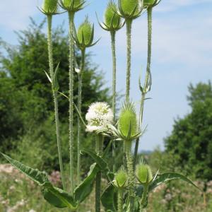 Photographie n°60636 du taxon Dipsacus laciniatus L. [1753]