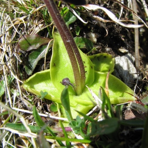 Photographie n°60638 du taxon Pinguicula L. [1753]