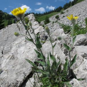 Photographie n°60646 du taxon Hieracium villosum Jacq. [1762]