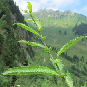 Photographie n°60648 du taxon Salix appendiculata Vill. [1789]