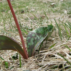 Photographie n°60654 du taxon Erythronium dens-canis L.