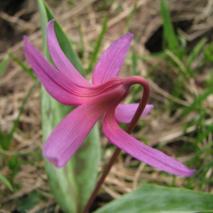 Photographie n°60656 du taxon Erythronium dens-canis L.