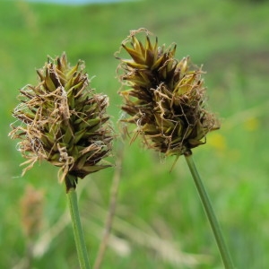 Carex foetida All. (Laiche fétide)