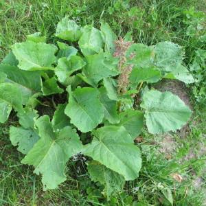 Photographie n°60683 du taxon Rumex alpinus L. [1759]