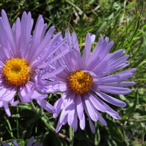 Photographie n°60689 du taxon Aster alpinus L. [1753]