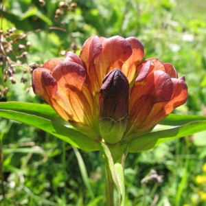 Photographie n°60691 du taxon Gentiana purpurea L. [1753]