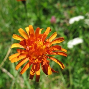 Photographie n°60693 du taxon Crepis aurea (L.) Tausch [1828]