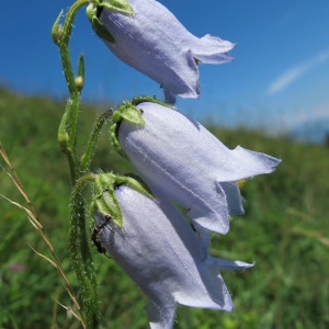 Photographie n°60700 du taxon Campanula barbata L. [1759]