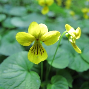 Photographie n°60702 du taxon Viola biflora L. [1753]