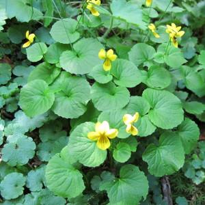 Photographie n°60703 du taxon Viola biflora L. [1753]