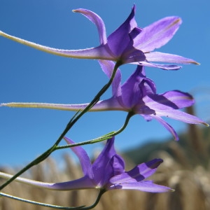 Photographie n°60704 du taxon Consolida regalis Gray [1821]