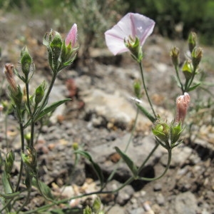 Photographie n°60707 du taxon Convolvulus cantabrica L. [1753]