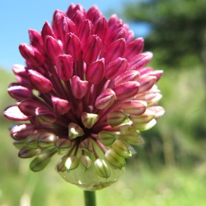 Photographie n°60718 du taxon Allium sphaerocephalon L. [1753]