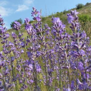 Lavandula angustifolia Mill. (Lavande à feuilles étroites)