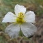  Hugues Tinguy - Helianthemum apenninum subsp. apenninum