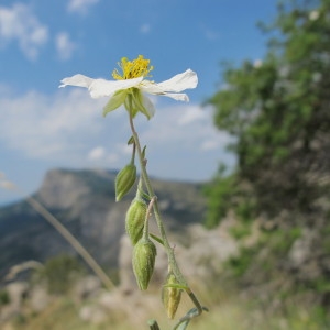 Photographie n°60734 du taxon Helianthemum apenninum subsp. apenninum