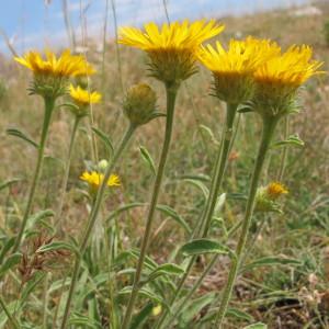 Photographie n°60738 du taxon Inula montana L. [1753]