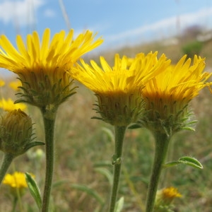 Photographie n°60740 du taxon Inula montana L. [1753]