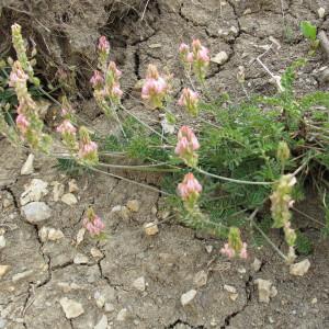 Photographie n°60744 du taxon Onobrychis supina (Chaix ex Vill.) DC. [1805]