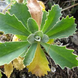 Photographie n°60747 du taxon Primula marginata Curtis [1792]