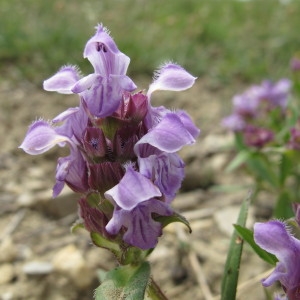 Photographie n°60753 du taxon Prunella hyssopifolia L. [1753]