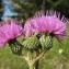  Hugues Tinguy - Cirsium monspessulanum (L.) Hill [1768]