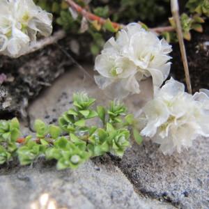 Paronychia kapela (Hacq.) A.Kern. (Paronyque de Kapel)