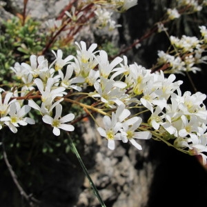 Photographie n°60765 du taxon Saxifraga callosa Sm. [1791]