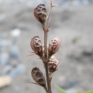 Photographie n°60771 du taxon Onobrychis saxatilis (L.) Lam. [1779]