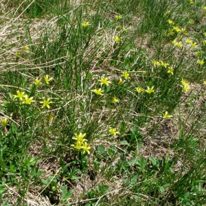 Photographie n°60775 du taxon Gagea fragifera (Vill.) E.Bayer & G.López [1989]