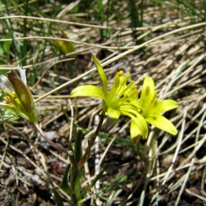 Photographie n°60778 du taxon Gagea fragifera (Vill.) E.Bayer & G.López [1989]