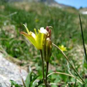 Stellaster liotardii (Sternb.) Kuntze (Gagée de Liotard)