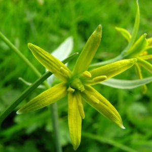 Photographie n°60781 du taxon Gagea lutea (L.) Ker Gawl. [1809]