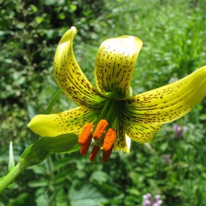 Photographie n°60784 du taxon Lilium pyrenaicum Gouan