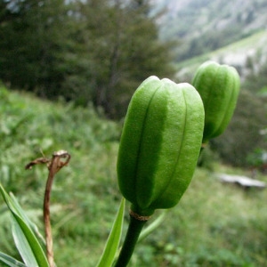 Photographie n°60786 du taxon Lilium pyrenaicum Gouan [1773]