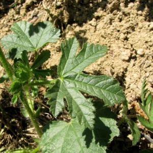 Photographie n°60794 du taxon Althaea hirsuta L. [1753]